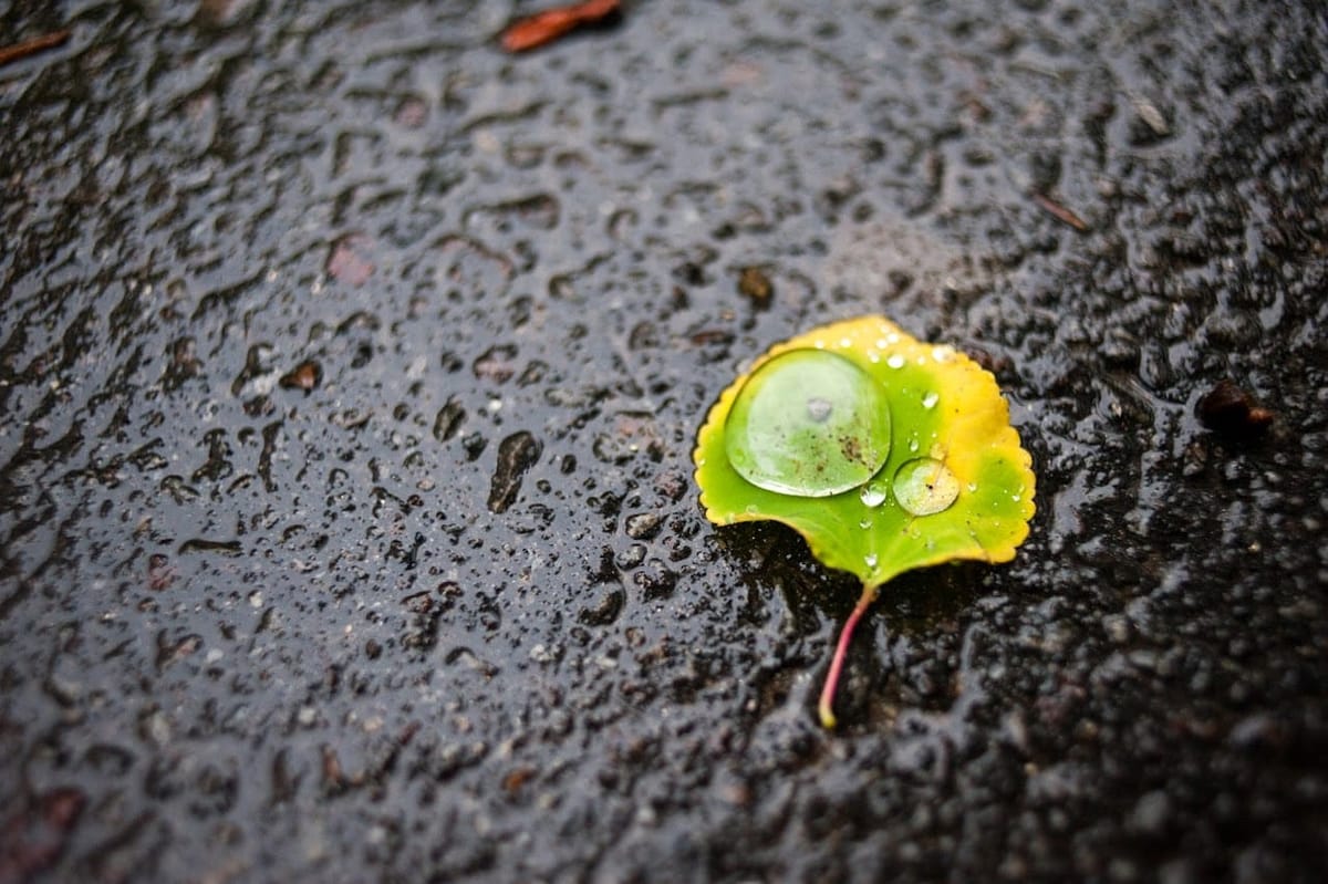 Rain Drop