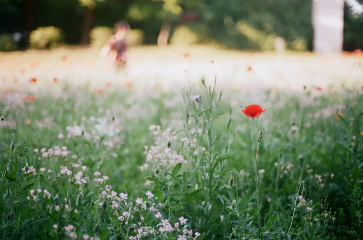 Poppy.