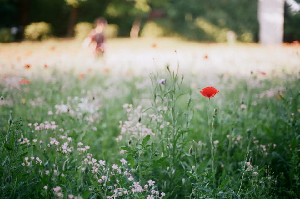 Poppy.